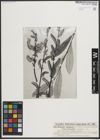 Foto von Salix medemii Boiss. x Salix purpurea L.